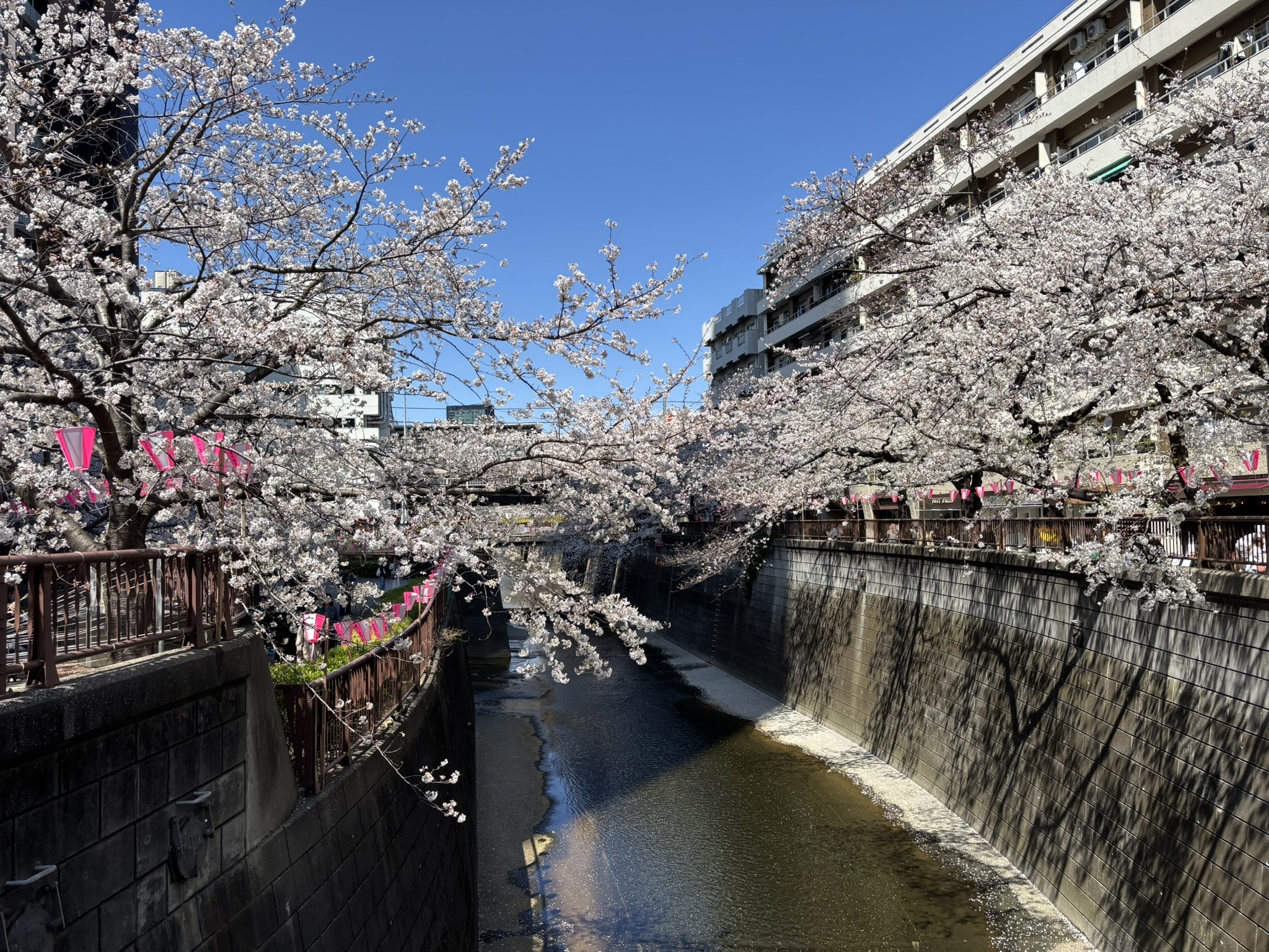目黒川の桜が満開になりました